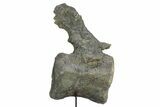 Fossil Sauropod Caudal Vertebra with Metal Stand - Colorado #335454-8